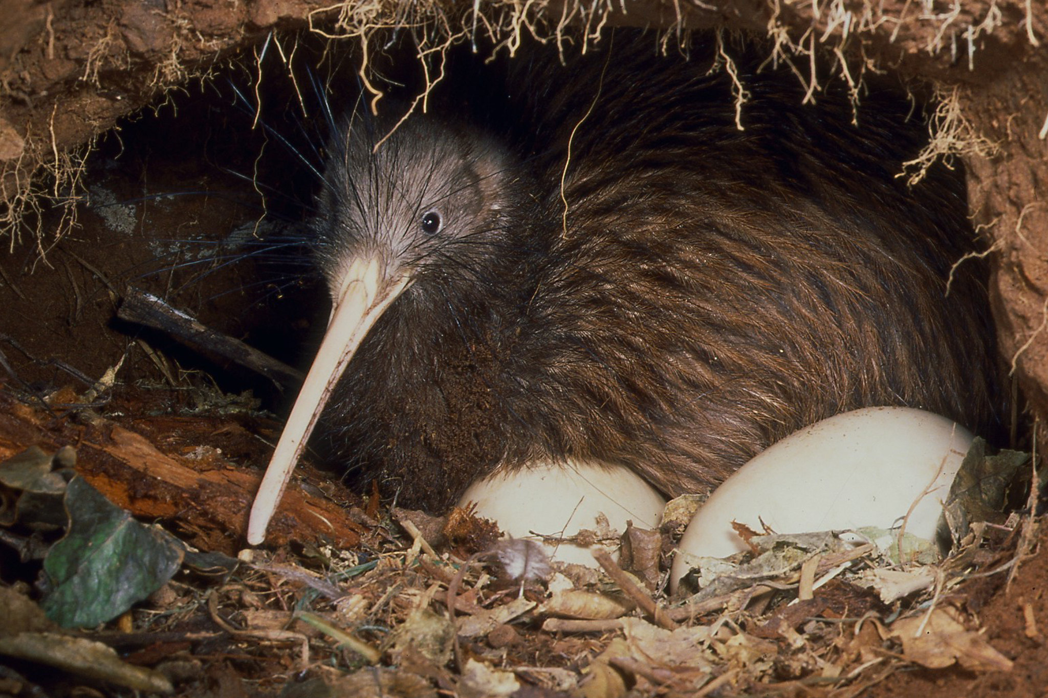 Nga Manu Nature Reserve